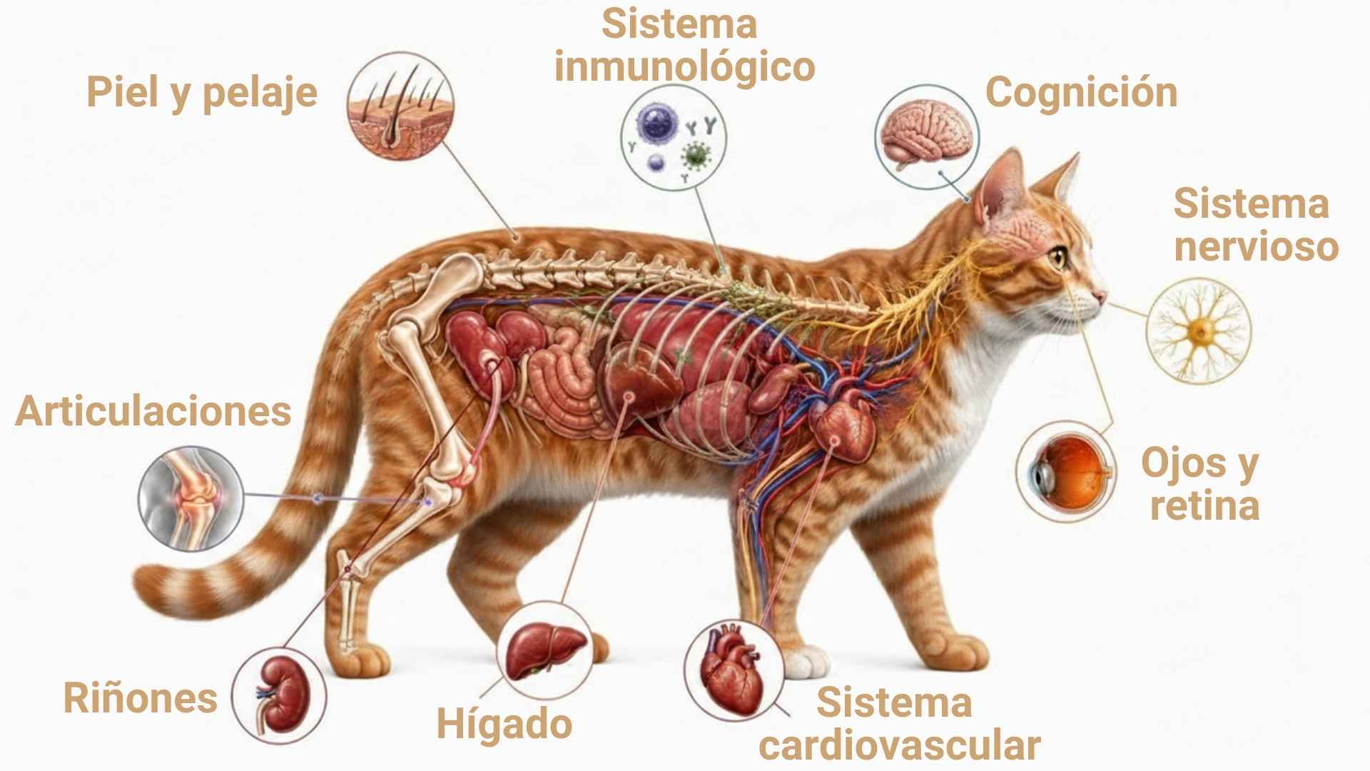 Omega 3 para gatos beneficios
